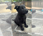 Puppy Green Collar German Shepherd Dog