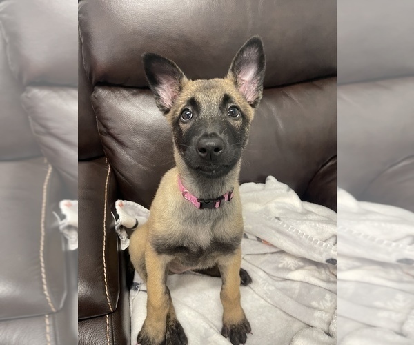 Medium Photo #6 Belgian Malinois Puppy For Sale in REESEVILLE, WI, USA