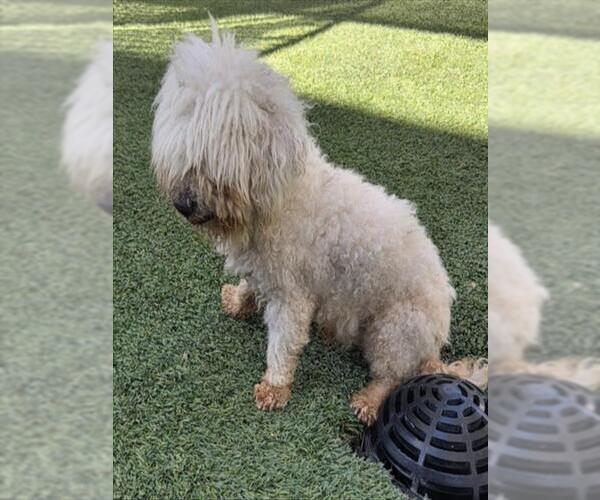 Medium Photo #1 Poodle (Toy) Puppy For Sale in Norco, CA, USA