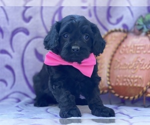 Cavapoo Puppy for sale in LANCASTER, PA, USA