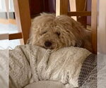 Small Havanese Mix