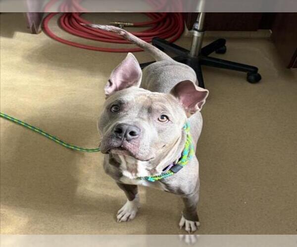 Medium Photo #1 American Pit Bull Terrier Puppy For Sale in Derwood, MD, USA