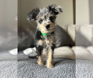 Mutt Dogs for adoption in Fort Worth, TX, USA