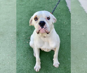 Boxer Dogs for adoption in Austin, TX, USA