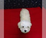 Small Photo #11 Maltese Puppy For Sale in PATERSON, NJ, USA