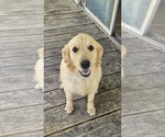 Small Photo #1 Goldendoodle Puppy For Sale in KNOXVILLE, TN, USA