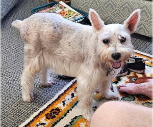 Mutt Dogs for adoption in Hot Springs Village, AR, USA