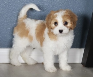Cavapoo Puppy for Sale in HESPERIA, California USA