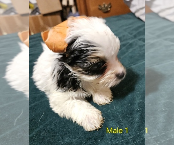 Medium Photo #10 Yorkshire Terrier Puppy For Sale in CONKLIN, NY, USA