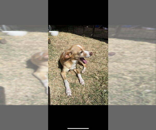 Medium Photo #1 Chihuahua Puppy For Sale in San Diego, CA, USA