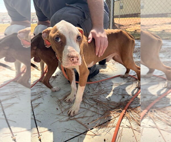 Medium Photo #1 American Pit Bull Terrier-Unknown Mix Puppy For Sale in Oakhurst, NJ, USA