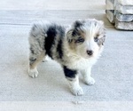 Small #8 Australian Shepherd