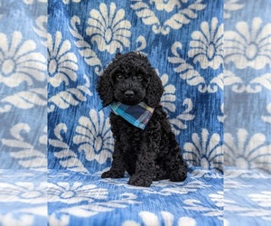 Poodle (Miniature) Puppy for sale in KINZERS, PA, USA
