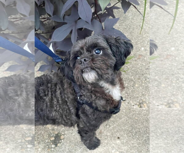 Medium Photo #1 Shih Tzu Puppy For Sale in Mount Laurel, NJ, USA