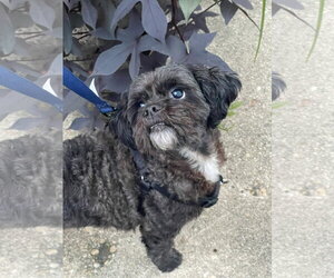 Shih Tzu Dogs for adoption in Mount Laurel, NJ, USA