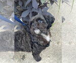 Small Shih Tzu