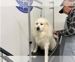 Small Photo #16 Great Pyrenees Puppy For Sale in NEWTONVILLE, NJ, USA