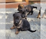 Small Photo #9 German Shepherd Dog Puppy For Sale in LYNCH STATION, VA, USA