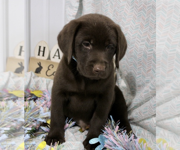Medium Photo #2 Labrador Retriever Puppy For Sale in RICHLAND, IA, USA