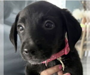 Gollie Dogs for adoption in Canton, CT, USA