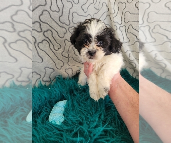 Medium Photo #3 Zuchon Puppy For Sale in KENDALL, WI, USA