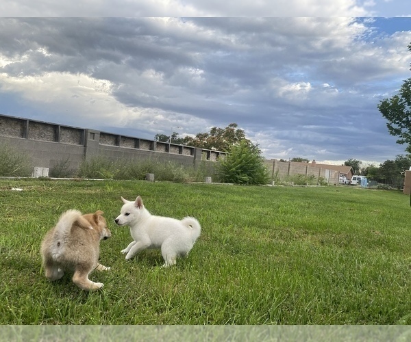 Medium Photo #15 Shiba Inu Puppy For Sale in RIO RANCHO, NM, USA