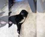 Small #1 Mutt