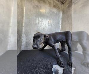 Labrador Retriever-Unknown Mix Dogs for adoption in San Antonio, TX, USA