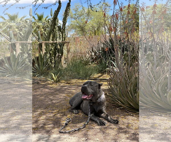 Medium Photo #8 Mutt Puppy For Sale in Goodyear, AZ, USA