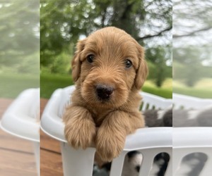 Aussiedoodle-Bernedoodle Mix Puppy for Sale in SOMERSET, Kentucky USA