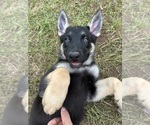 Puppy Delilah German Shepherd Dog-Siberian Husky Mix