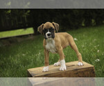 Small #5 Boxer