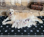 Small English Cream Golden Retriever