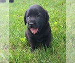 Small Photo #8 Labrador Retriever Puppy For Sale in GREENWOOD, WI, USA