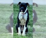 Small Photo #5 Boston Terrier-Boxer Mix Puppy For Sale in Attalka, AL, USA