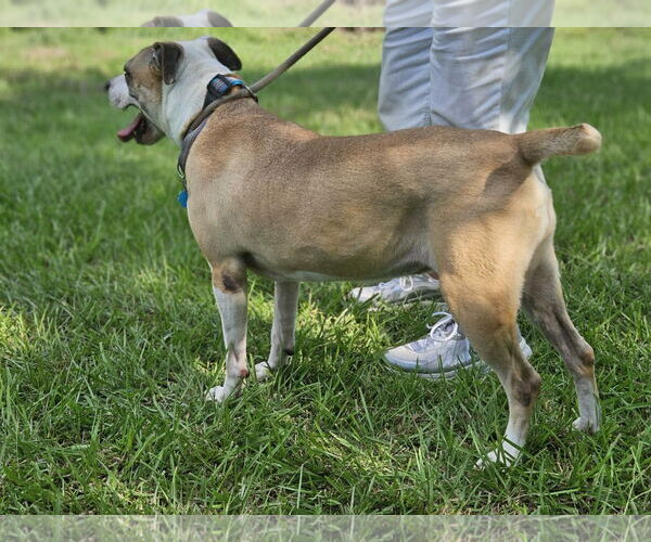 Medium Photo #7 Mutt Puppy For Sale in Wakefield, RI, USA