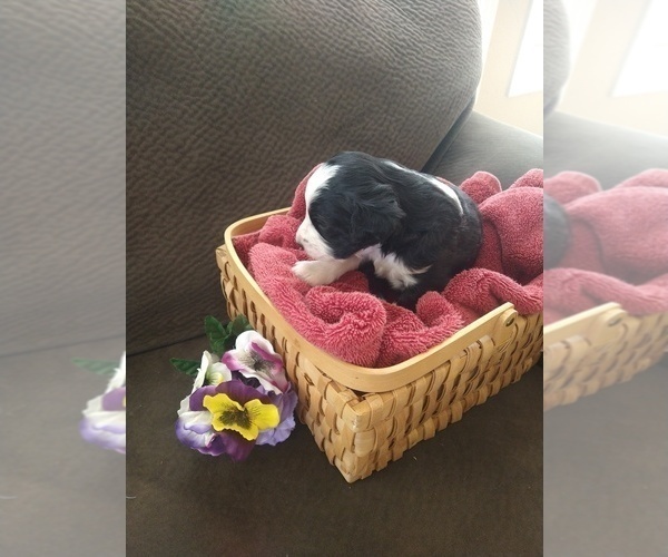 Medium Photo #19 Bernedoodle Puppy For Sale in CALHAN, CO, USA