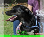Small #9 Rottweiler-American Pit Bull Terrier