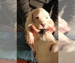 Small Photo #17 Dogo Argentino Puppy For Sale in BROOMALL, PA, USA