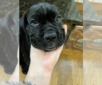 Small Photo #10 Cane Corso Puppy For Sale in ARDEN, NC, USA