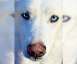 Small Photo #5 Siberian Husky Puppy For Sale in West Cornwall, CT, USA