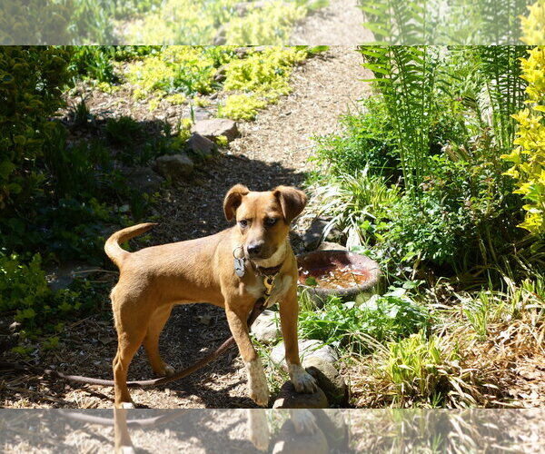 Medium Photo #3 Mutt Puppy For Sale in Doylestown, PA, USA
