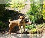 Small #2 Mutt