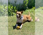 Small #1 Red Heeler Mix