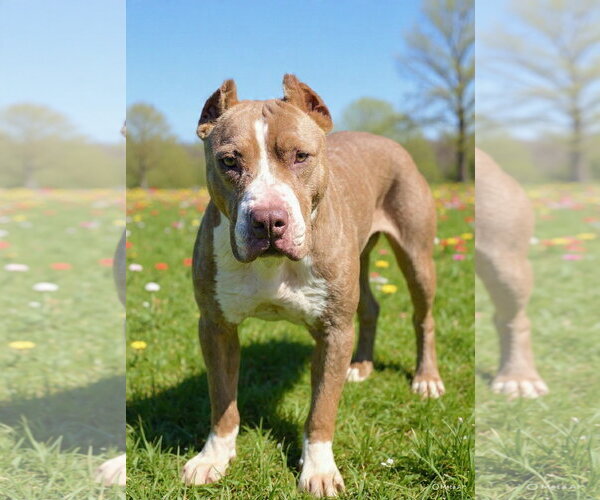 Medium Photo #2 Staffordshire Bull Terrier-Unknown Mix Puppy For Sale in Talladega, AL, USA