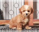 Small #1 Poochon