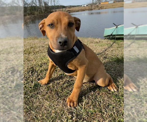 Medium Photo #7 Bulldog-Labrador Retriever Mix Puppy For Sale in Tarrytown, GA, USA