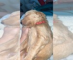 Small Photo #3 Goldendoodle Puppy For Sale in NEWTON, GA, USA