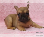 Small Photo #25 French Bulldog Puppy For Sale in WINNSBORO, TX, USA