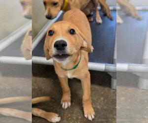 Dorito - Male Labrador Retriever-Unknown Mix Dog for Adoption - Photo #3